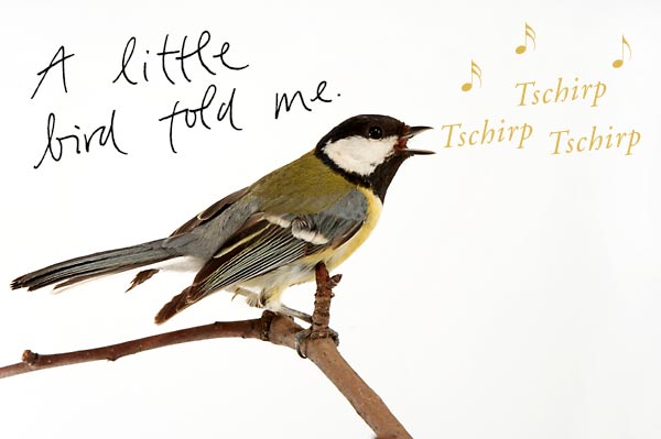 A little bird told me